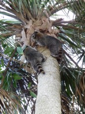 Green-Cay-Park-Boynton-Beach-2707