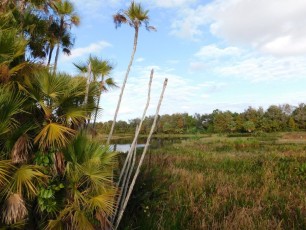 Green-Cay-Park-Boynton-Beach-2780
