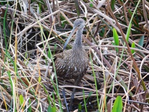 Green-Cay-Park-Boynton-Beach-2848
