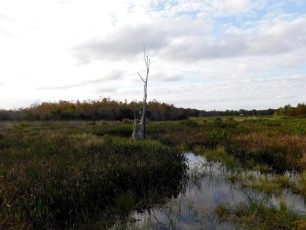 Green-Cay-Park-Boynton-Beach-2873