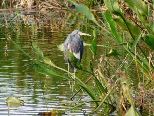 Green-Cay-Park-Boynton-Beach-2881