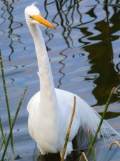 Green-Cay-Park-Boynton-Beach-2905