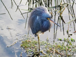 Green-Cay-Park-Boynton-Beach-2968