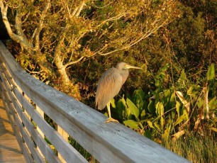 Green-Cay-Park-Boynton-Beach-3057