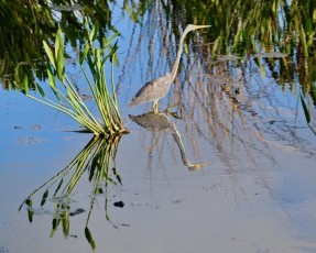 Green-cay-wetlands-parc-boynton-beach-Floride-3247
