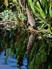 Green-cay-wetlands-parc-boynton-beach-Floride-3263