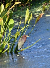 Green-cay-wetlands-parc-boynton-beach-Floride-3267