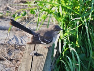 Green-cay-wetlands-parc-boynton-beach-Floride-3291