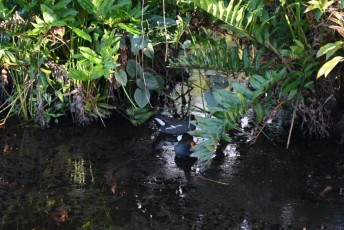 Green-cay-wetlands-parc-boynton-beach-Floride-3295