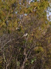 Green-cay-wetlands-parc-boynton-beach-Floride-3301