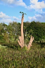 Green-cay-wetlands-parc-boynton-beach-Floride-3304