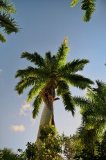 Green-cay-wetlands-parc-boynton-beach-Floride-3307