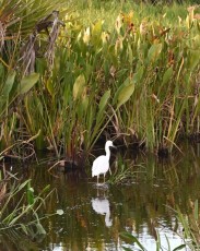 Green-cay-wetlands-parc-boynton-beach-Floride-3312