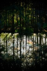 Green-cay-wetlands-parc-boynton-beach-Floride-3317