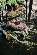 Green-cay-wetlands-parc-boynton-beach-Floride-3319