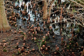 Green-cay-wetlands-parc-boynton-beach-Floride-3325