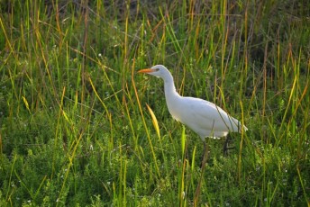Green-cay-wetlands-parc-boynton-beach-Floride-3356