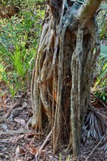 Green-cay-wetlands-parc-boynton-beach-Floride-3383