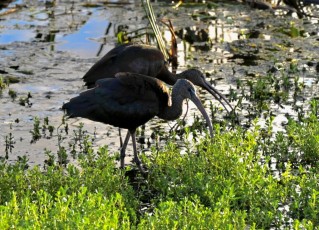 Green-cay-wetlands-parc-boynton-beach-Floride-3419