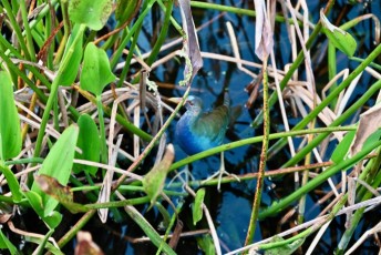 Green-cay-wetlands-parc-boynton-beach-Floride-3442