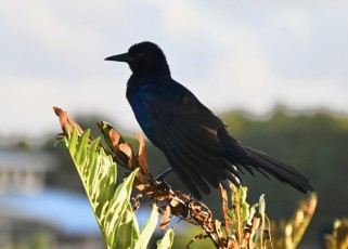 Green-cay-wetlands-parc-boynton-beach-Floride-3475