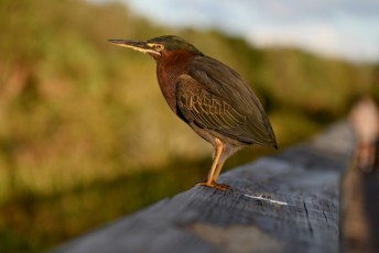 Green-cay-wetlands-parc-boynton-beach-Floride-3502