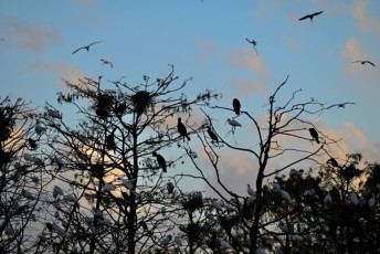 Green-cay-wetlands-parc-boynton-beach-Floride-3511
