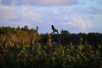 Green-cay-wetlands-parc-boynton-beach-Floride-3518