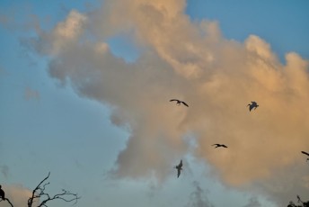 Green-cay-wetlands-parc-boynton-beach-Floride-3525