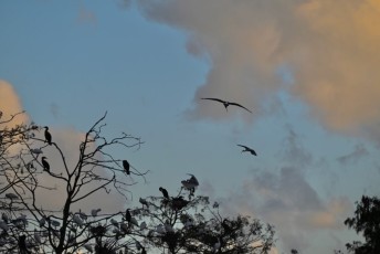 Green-cay-wetlands-parc-boynton-beach-Floride-3528
