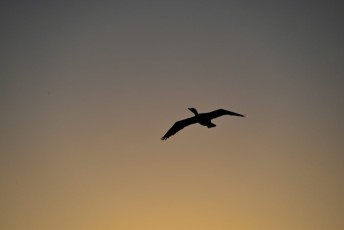 Green-cay-wetlands-parc-boynton-beach-Floride-3559