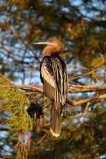 Green-cay-wetlands-parc-boynton-beach-Floride-3575