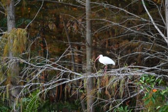 Green-cay-wetlands-parc-boynton-beach-Floride-3585