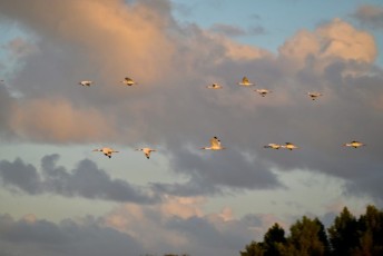 Green-cay-wetlands-parc-boynton-beach-Floride-3593