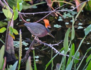 Green-cay-wetlands-parc-boynton-beach-Floride-3601
