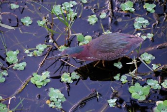Green-cay-wetlands-parc-boynton-beach-Floride-3608