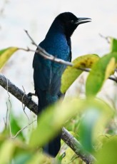 Green-cay-wetlands-parc-boynton-beach-Floride-3610