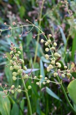 Green-cay-wetlands-parc-boynton-beach-Floride-3613