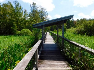 Bird-Rookery-Swamp-Trails-Naples-Floride-8067