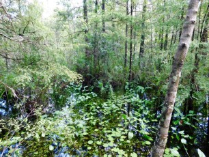 Bird-Rookery-Swamp-Trails-Naples-Floride-8075