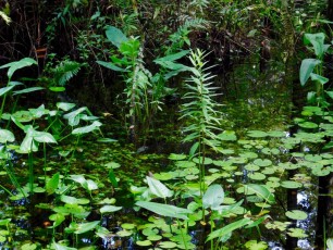 Bird-Rookery-Swamp-Trails-Naples-Floride-8076