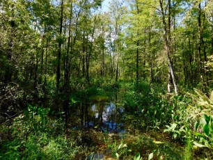Bird-Rookery-Swamp-Trails-Naples-Floride-8097