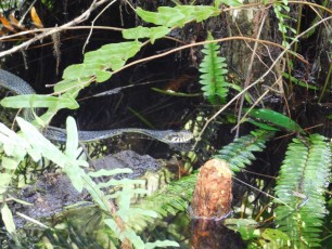 Bird-Rookery-Swamp-Trails-Naples-Floride-8120