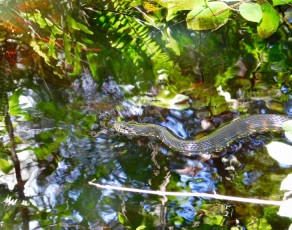 Bird-Rookery-Swamp-Trails-Naples-Floride-8124