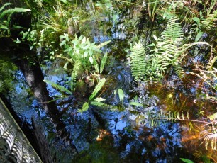 Bird-Rookery-Swamp-Trails-Naples-Floride-8128