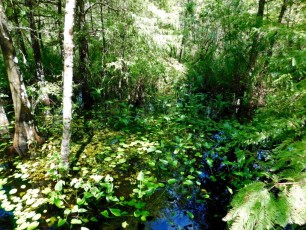Bird-Rookery-Swamp-Trails-Naples-Floride-8139