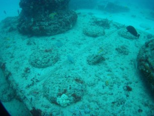 Neptune Mémorial Reef