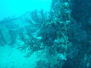 Neptune Mémorial Reef