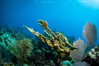 Plongée sous-marine Cuba