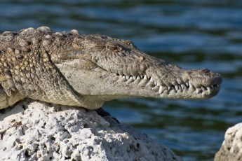 crocodile-americain-biscayne